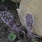 Butterbur, Alpen-Pestwurz