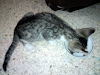 Doy Lindos Gatitos En Adopcion No Los Vendo