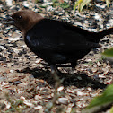 Brown-headed Cowbird