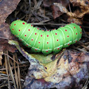 Luna Moth Caterpillar