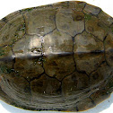 Northern Map Turtle