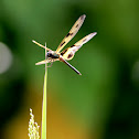Variegated Flutterer (斑麗翅蜻)