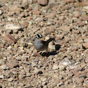 White-crowned Sparrow