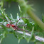 Harvestman