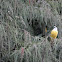 Social Flycatcher