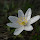 Plants and flowers of Romania