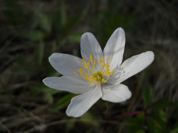 Spotting Image 1
