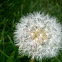 Dandilion