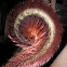 Tail monkey fern