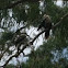 Kookaburras