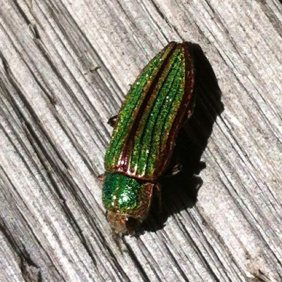Spotting Image 1