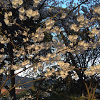 cherry blossom