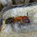 Carpenter Ant