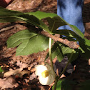 May-apple