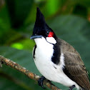 Red-whiskered Bulbul
