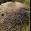 Field ant mound