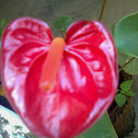 Anthurium