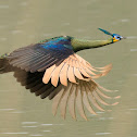 Green Peafowl