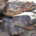 Tiger Rattlesnake