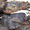 Tiger Rattlesnake
