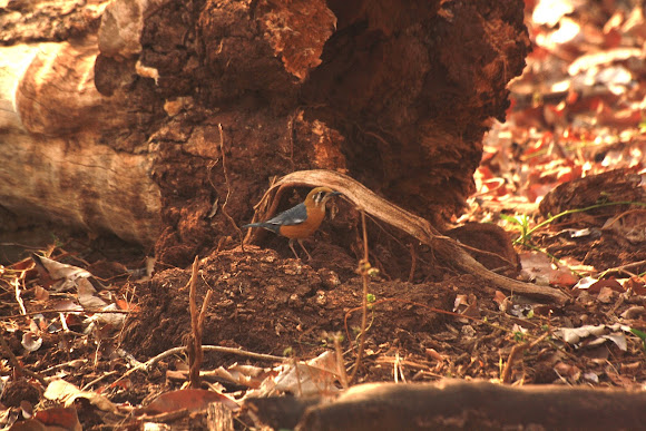 Spotting Image 1