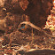 Orange headed thrush