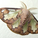 Lymantriid Moth or Tussock Moth