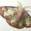 Lymantriid Moth or Tussock Moth