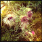 Thistles