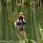 Red-crested Pochard; Pato Colorado