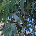 White-plumed honeyeater or Ringeye