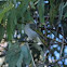 White-plumed honeyeater or Ringeye