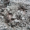 foliose lichen