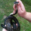 Eastern rat snake