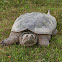 Snapping Turtle