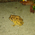 Southern Toad