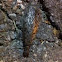 Eastern Dobsonfly