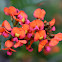 Coral Vine