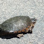 Common Snapping Turtle