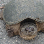 Common Snapping Turtle
