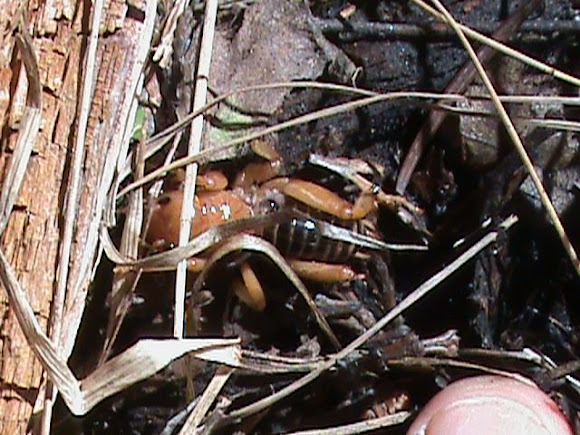 Spotting Image 1