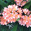 Clivia