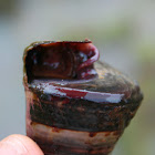 Telescope Snail or Telescope Mud Creeper