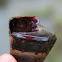 Telescope Snail or Telescope Mud Creeper