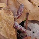 Mole kingsnake