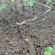 Fungus