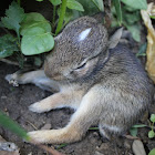 Rabbit