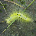 Definite Tussock Moth