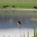 Yellow Headed Blackbird