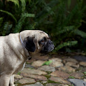 Puggle